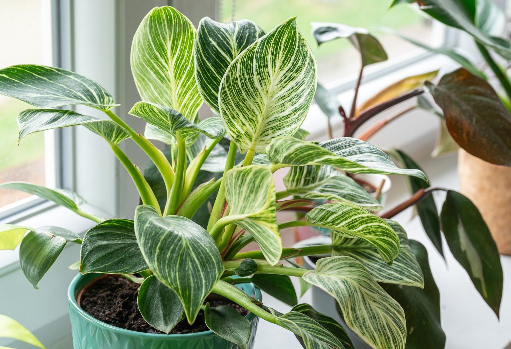 フィロデンドロン セロームの育て方｜植物図鑑｜HanaPrime（ハナプライム）