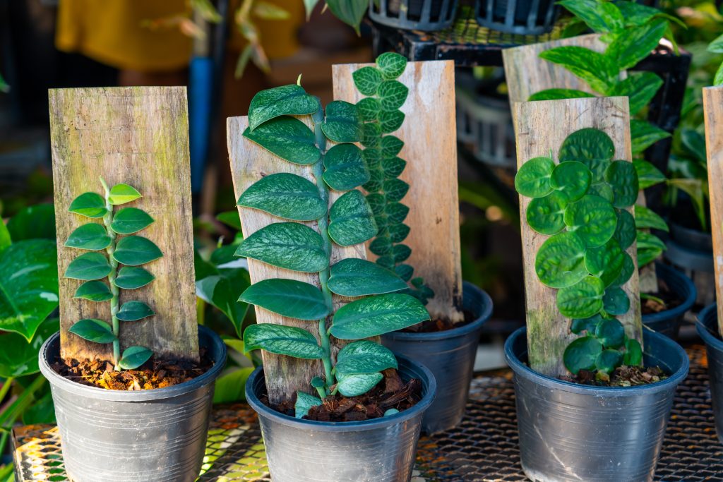 モンステラ アダンソニーの育て方|植物図鑑|HanaPrime(ハナ モンステラ アダンソニーの育て方|植物図鑑|HanaPrime(ハナ