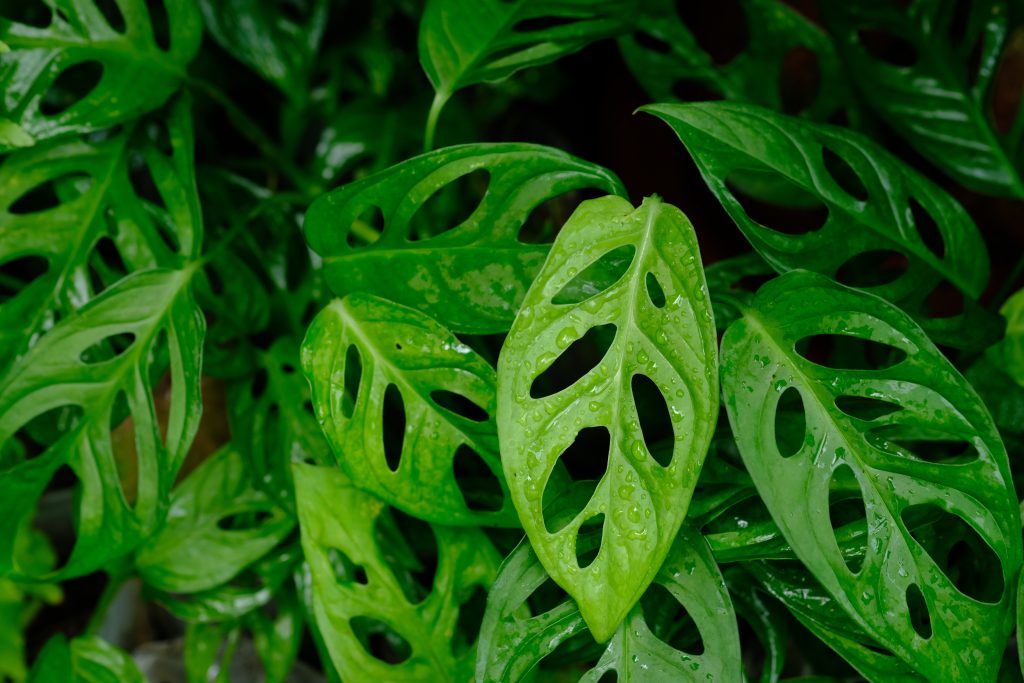 モンステラ アダンソニーの育て方|植物図鑑|HanaPrime(ハナ モンステラ アダンソニーの育て方|植物図鑑|HanaPrime(ハナ