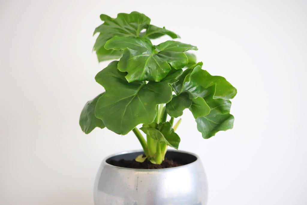 フィロデンドロン セロームの育て方｜植物図鑑｜HanaPrime（ハナプライム）