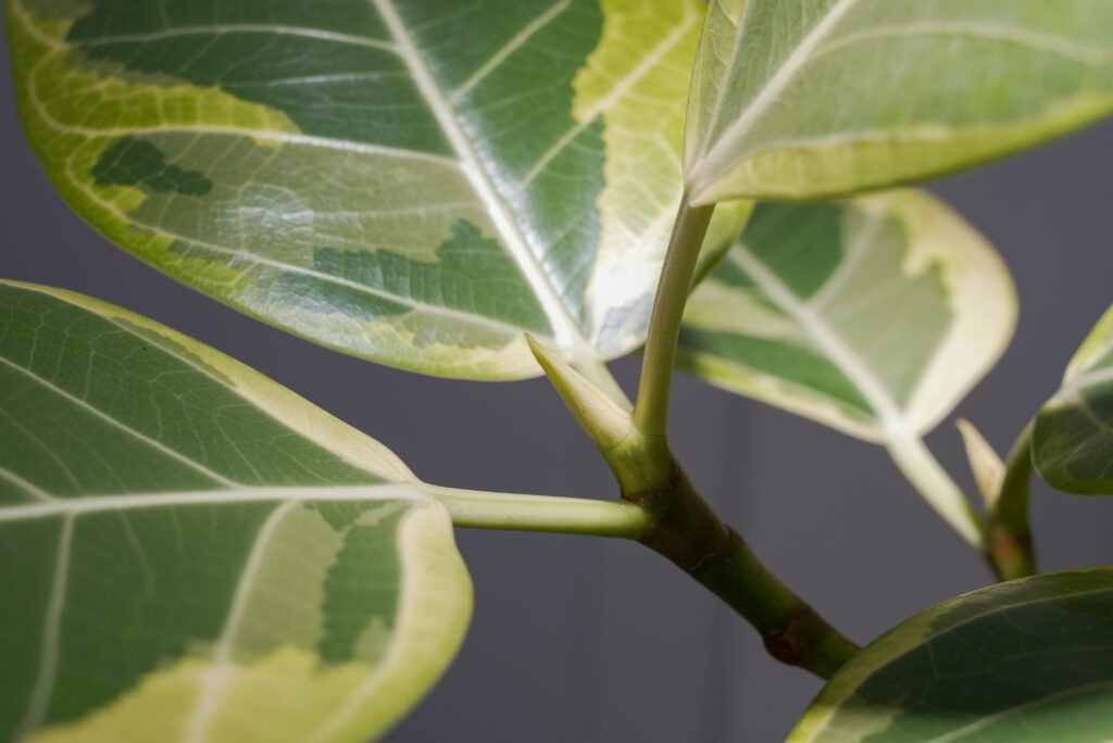 フィカス アルテシマの育て方｜植物図鑑｜HanaPrime（ハナプライム）