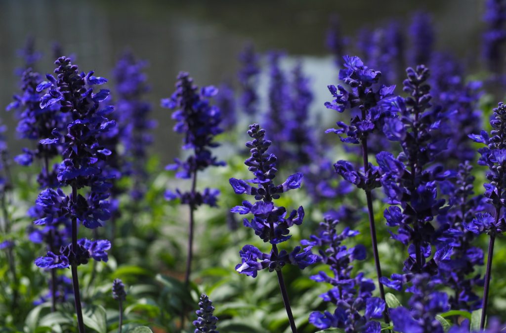 サルビアの育て方｜植物図鑑｜HanaPrime（ハナプライム）