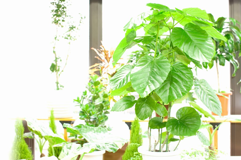 フィカス エベレストの育て方｜植物図鑑｜HanaPrime（ハナプライム）