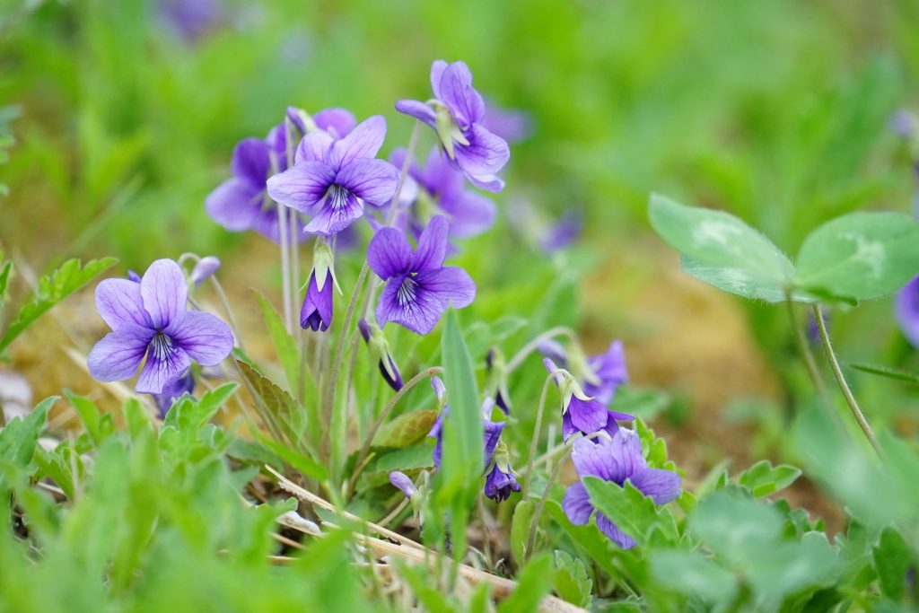 スミレの育て方｜植物図鑑｜HanaPrime（ハナプライム）