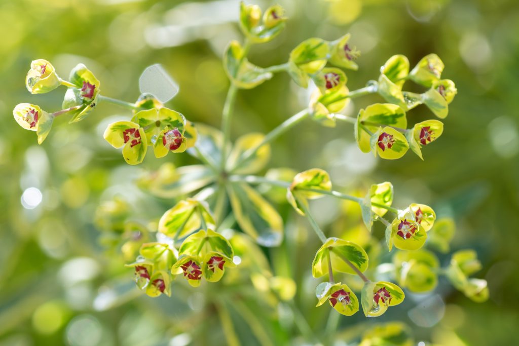 ユーフォルビアの育て方｜植物図鑑｜HanaPrime（ハナプライム）