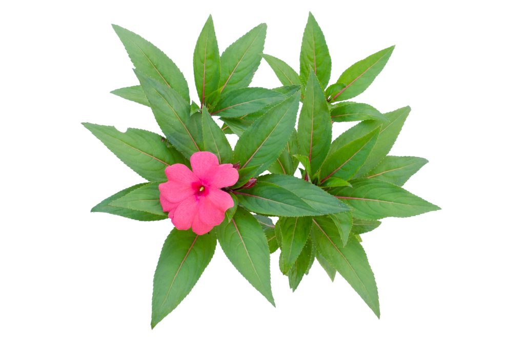 メルテンページ①インパチェンス②ラーチ③クラブアップル■ヒーリングハーブス メルテン様専用ページ①インパチェンス②ラーチ③クラブアップル