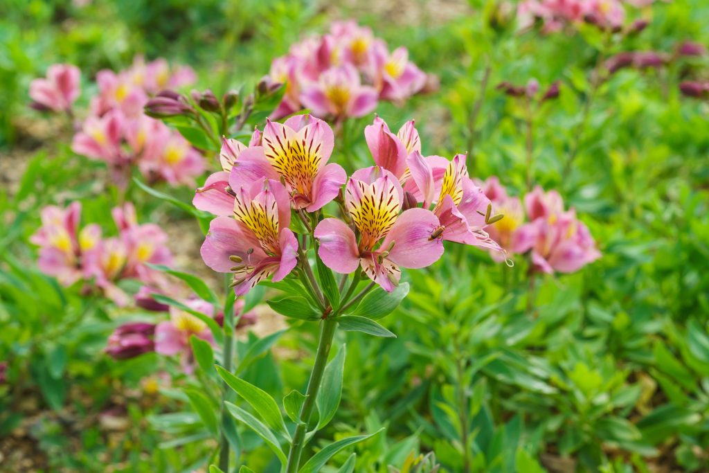 アルストロメリアの育て方｜植物図鑑｜HanaPrime（ハナプライム）