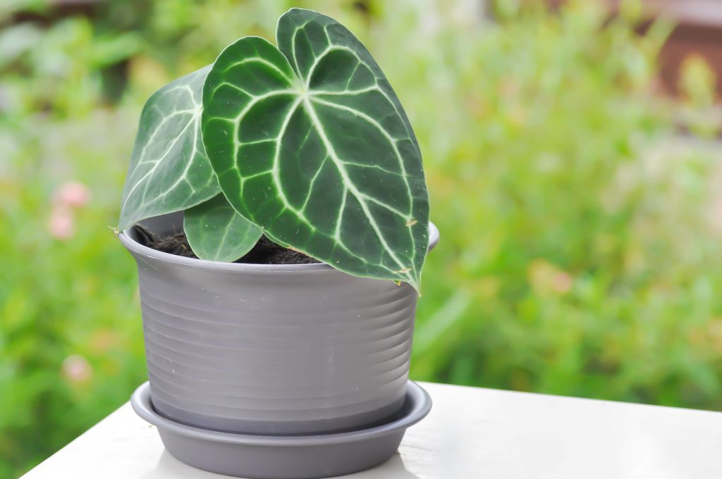 アンスリウム クリスタリナムの育て方｜植物図鑑｜HanaPrime（ハナ