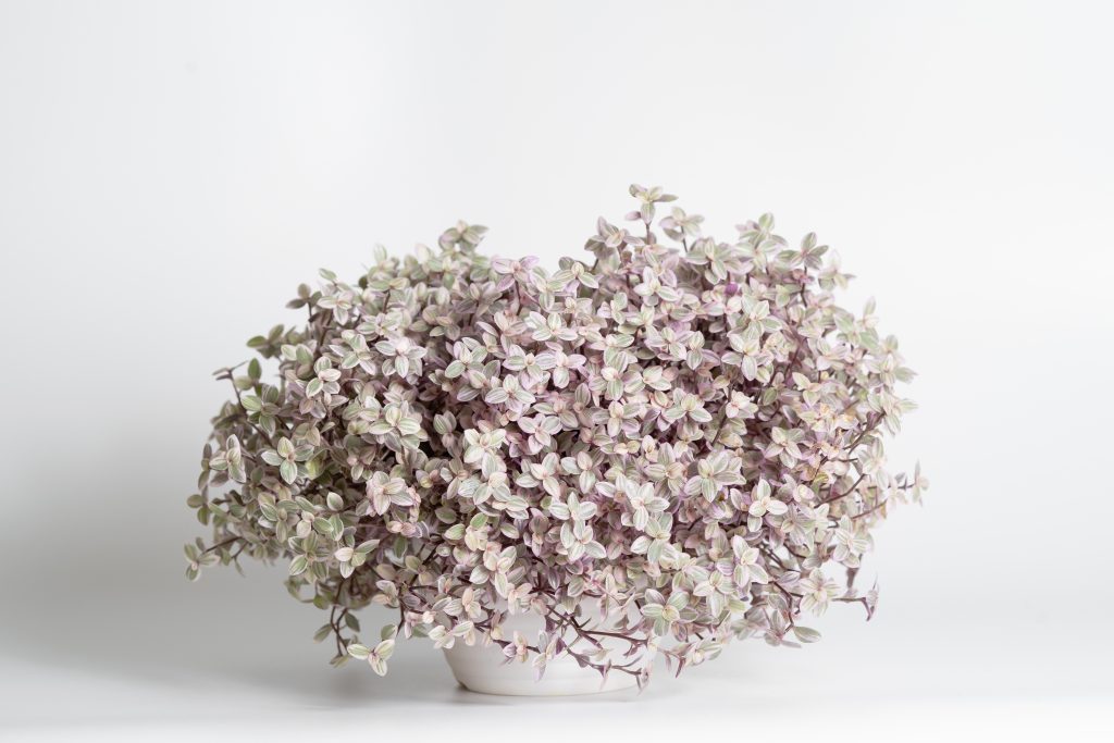 カリシアの育て方｜植物図鑑｜HanaPrime（ハナプライム）