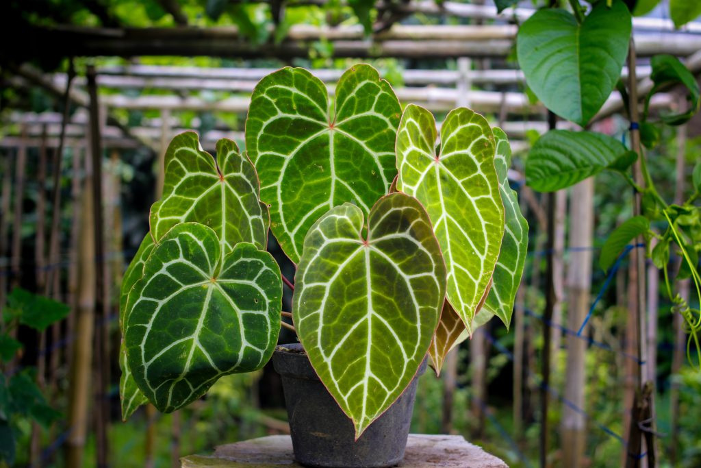 アンスリウム　大きめのクリスタリナム複数株　荒木植物園 アンスリウム 大きめのクリスタリナム複数株 荒木植物園