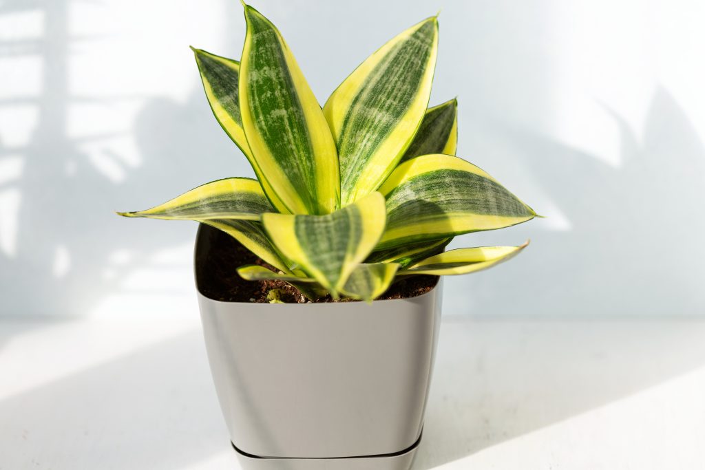 サンスベリア ハニーの育て方｜植物図鑑｜HanaPrime（ハナプライム）