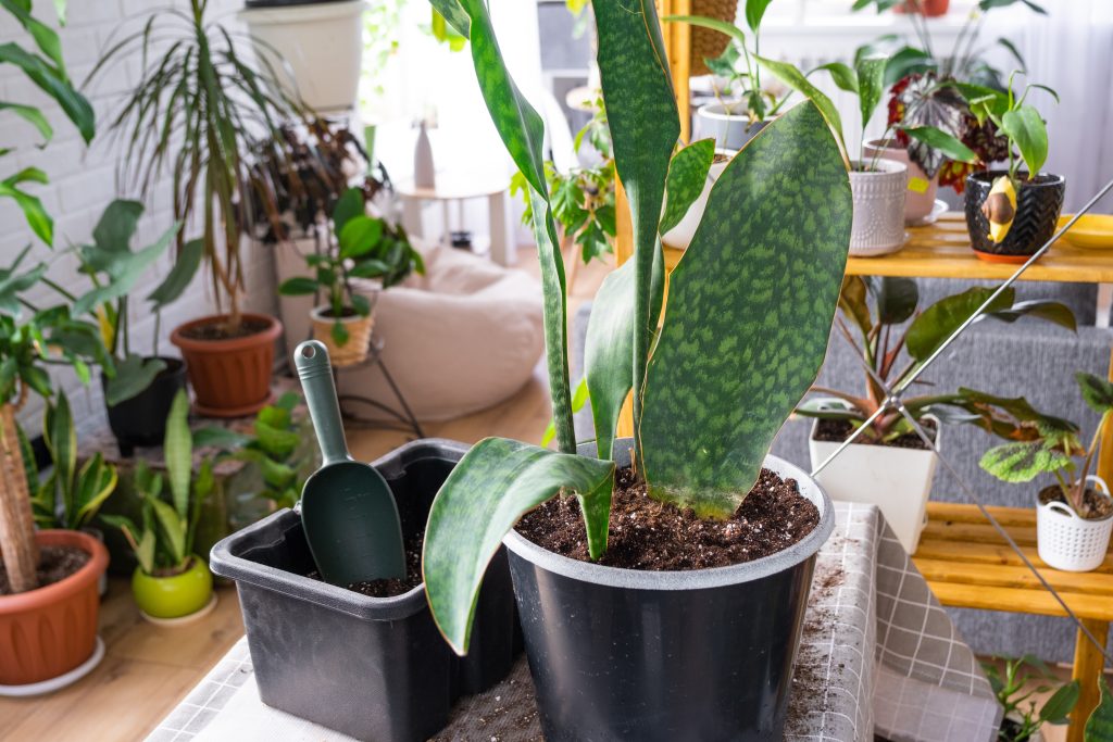 サンスベリア マッソニアーナの育て方｜植物図鑑｜HanaPrime