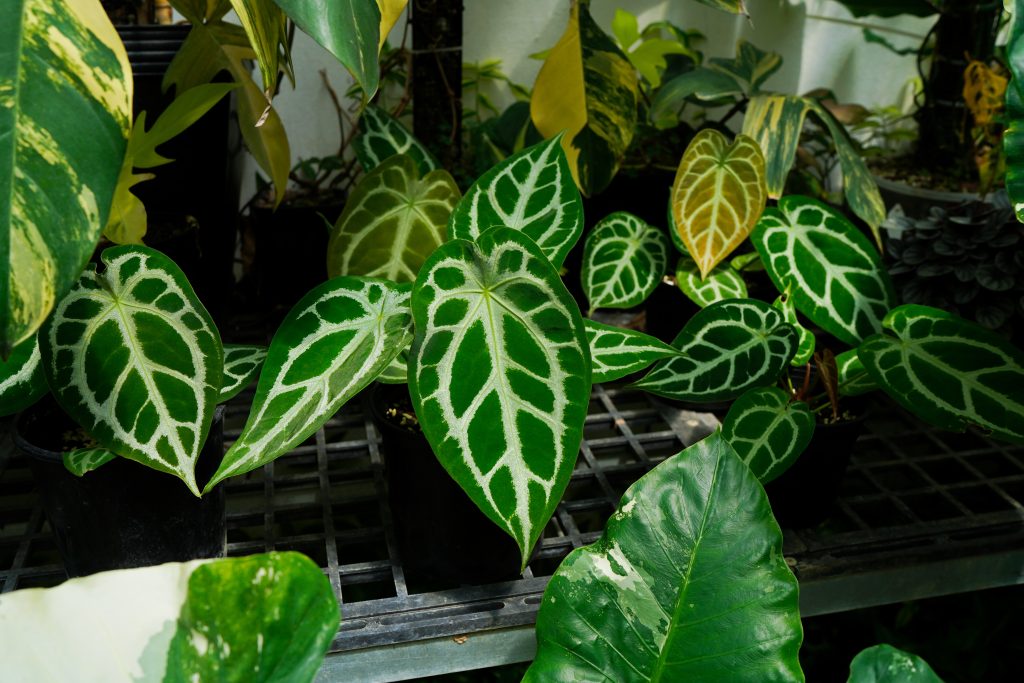 レンズ(ズーム) CANON EF-S 18-200mm F3.5-5.6 IS #501 広島県 不知火 農薬栽培期間中不使用 10kg 果物 - grupofontana