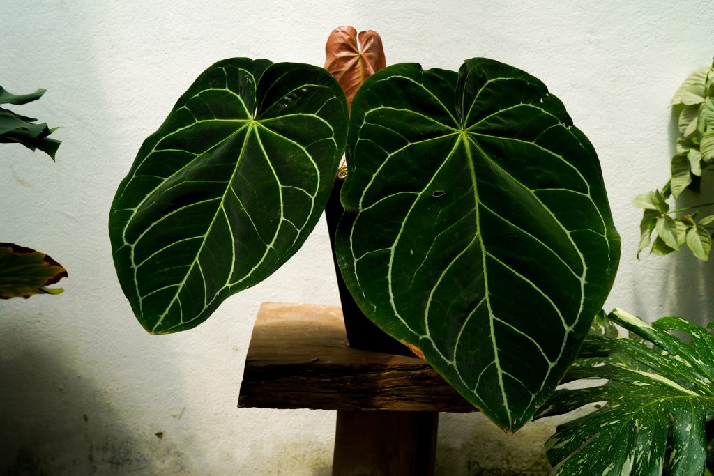 アンスリウム クリスタリナムの育て方｜植物図鑑｜HanaPrime（ハナ