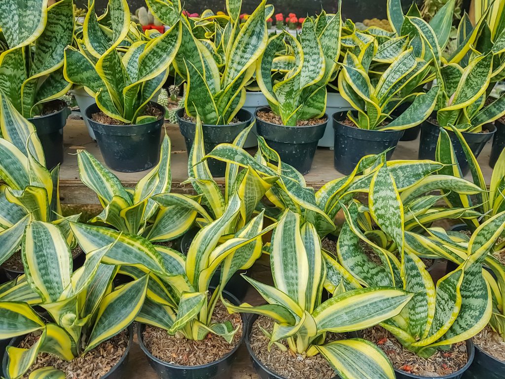 サンスベリア ハニーの育て方｜植物図鑑｜HanaPrime（ハナプライム）