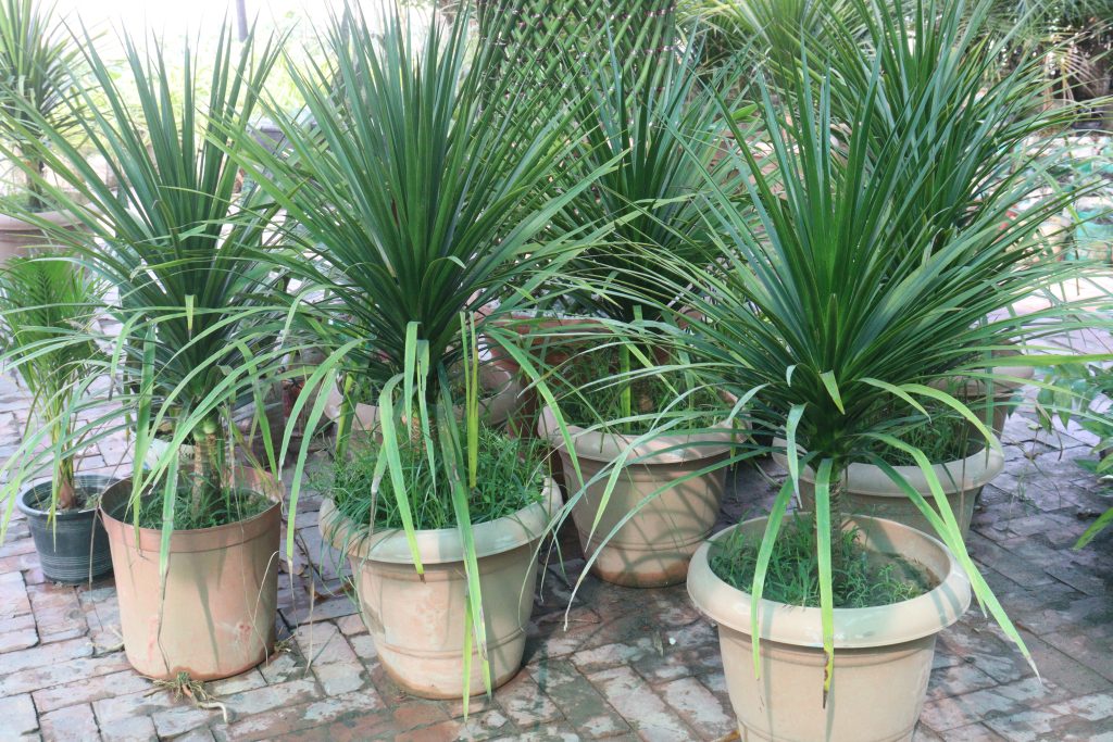 ドラセナ カンボジアーナの育て方｜植物図鑑｜HanaPrime（ハナ