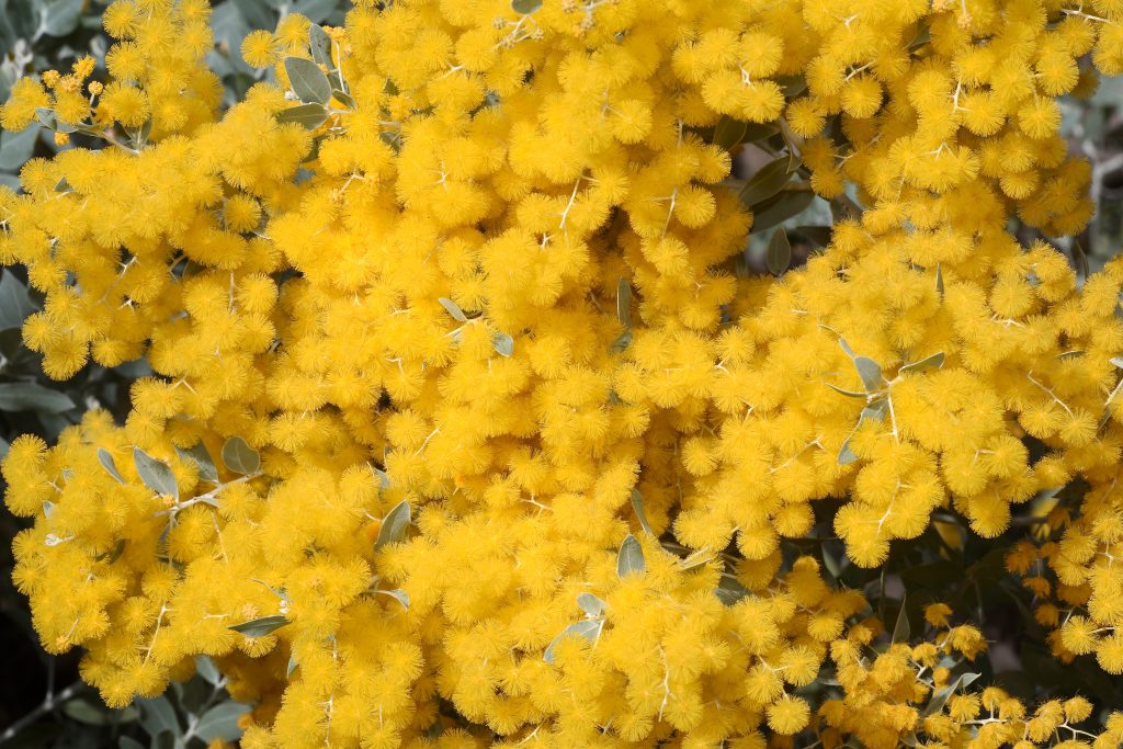 アカシアの育て方｜植物図鑑｜HanaPrime（ハナプライム）