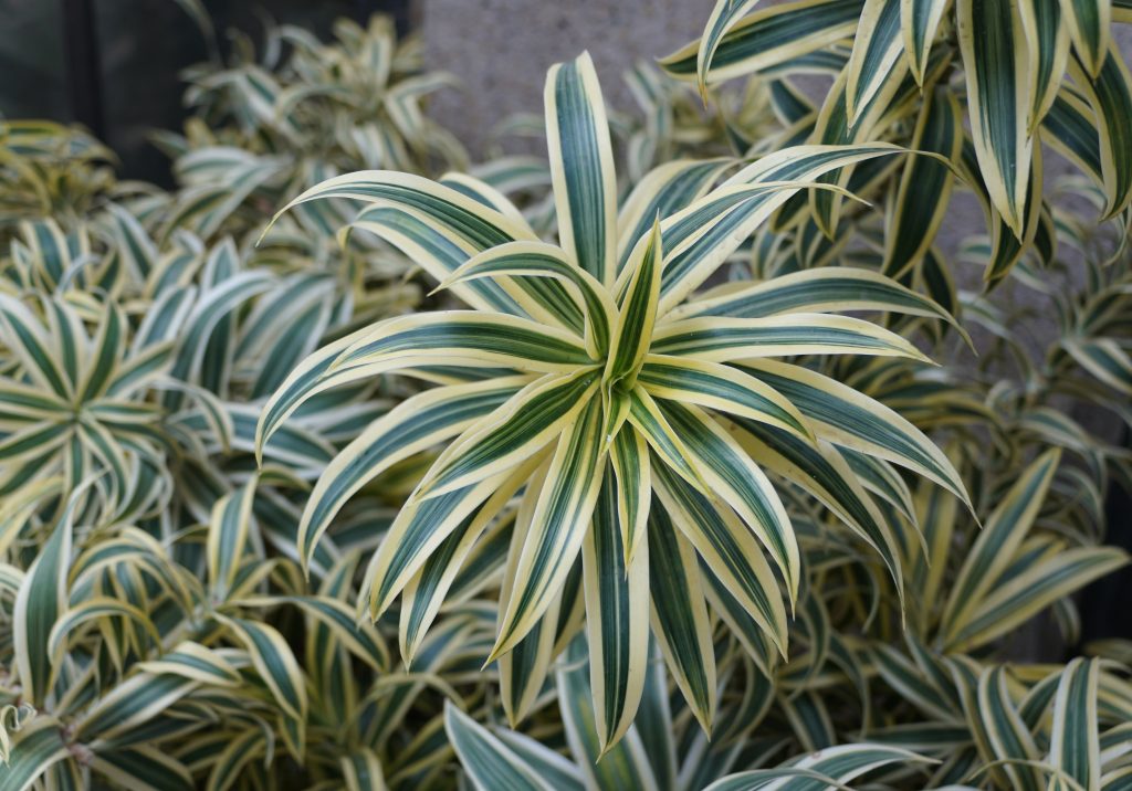 ドラセナ ソングオブインディアの育て方｜植物図鑑｜HanaPrime