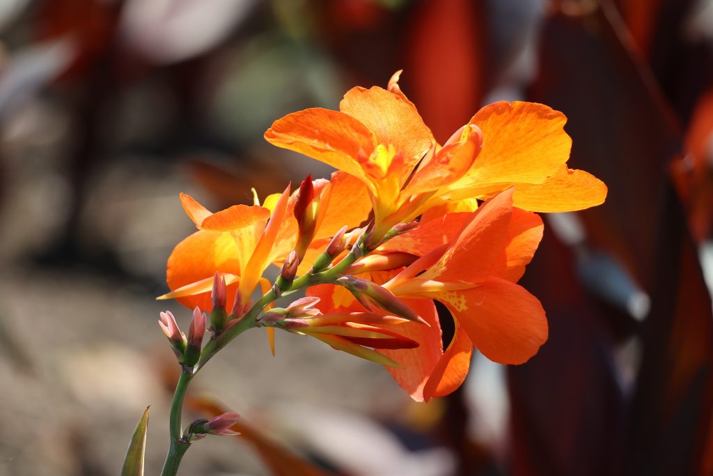 カンナの育て方｜植物図鑑｜HanaPrime（ハナプライム）