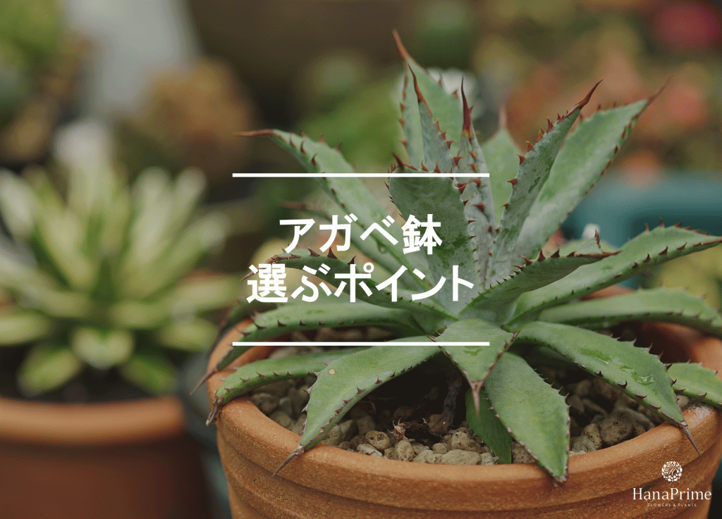 アガベにおすすめの鉢9選｜プラ鉢と陶器鉢｜植物図鑑｜HanaPrime（ハナ