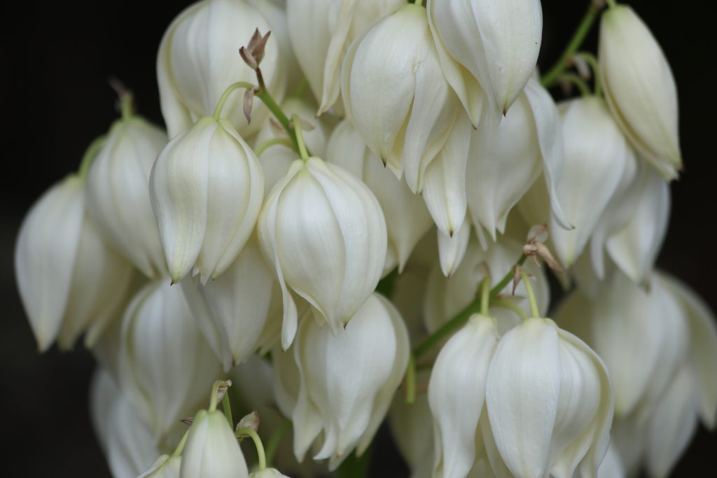 3点 キミガヨラン グロリオサ imgrc0110688433.jpg