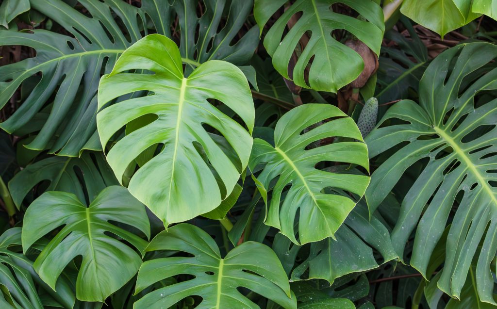 モンステラ ジェイドウィングの育て方｜植物図鑑｜HanaPrime（ハナ