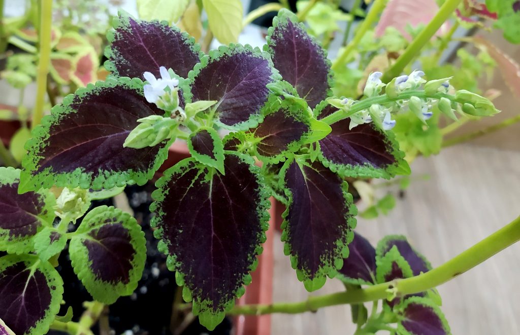 コリウスの育て方｜植物図鑑｜HanaPrime（ハナプライム）