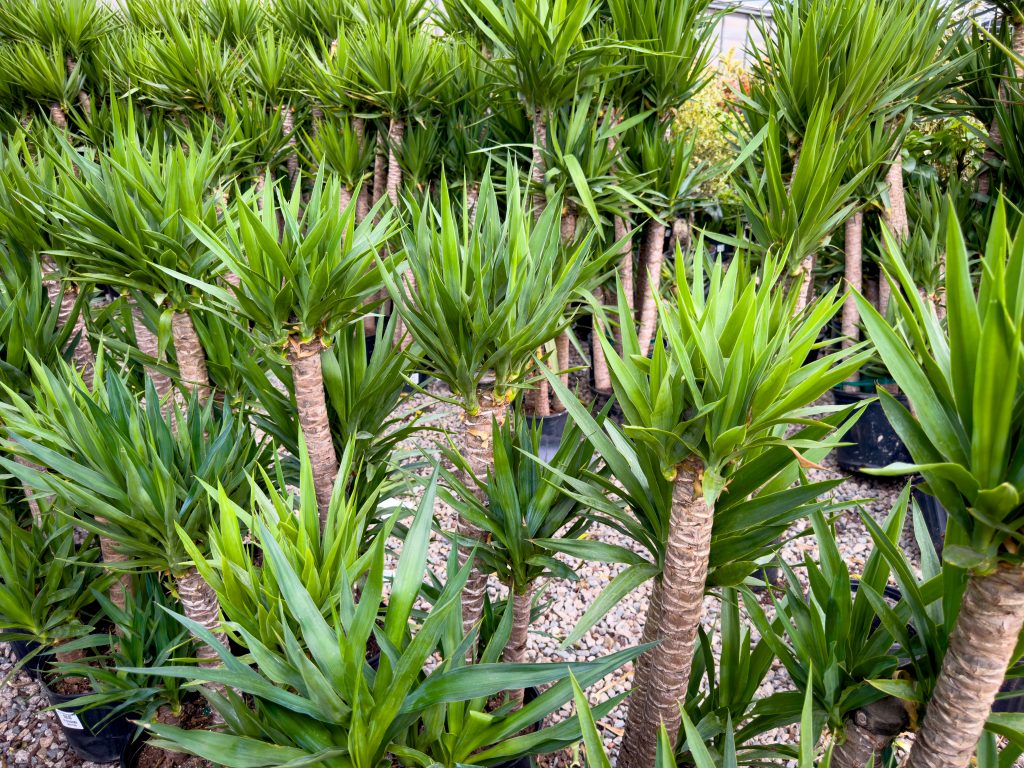 ユッカ フィリフェラの育て方｜植物図鑑｜HanaPrime（ハナプライム）