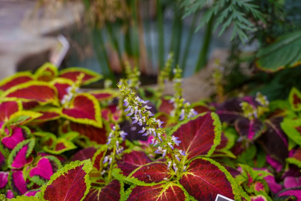 コリウスの育て方｜植物図鑑｜HanaPrime（ハナプライム）