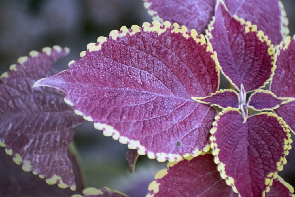 コリウスの育て方｜植物図鑑｜HanaPrime（ハナプライム）