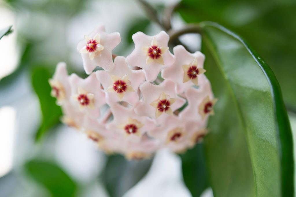 ホヤの育て方｜植物図鑑｜HanaPrime（ハナプライム）