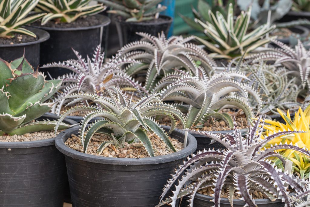 ディッキアの育て方｜植物図鑑｜HanaPrime（ハナプライム）