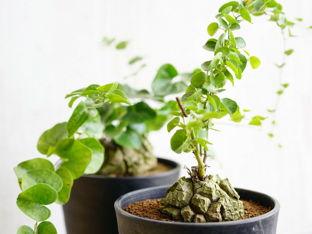 亀甲竜 Amazon｜亀甲竜/キッコウリュウ（2.5号）コーデックス 多肉植物