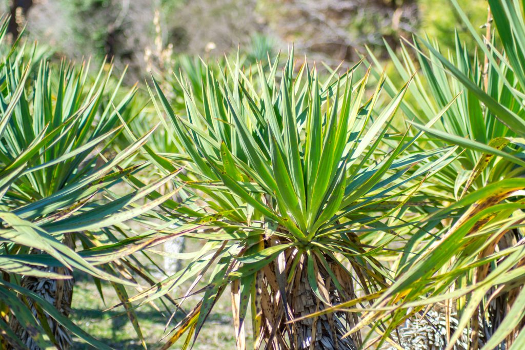 ユッカ グロリオサの育て方｜植物図鑑｜HanaPrime（ハナプライム）