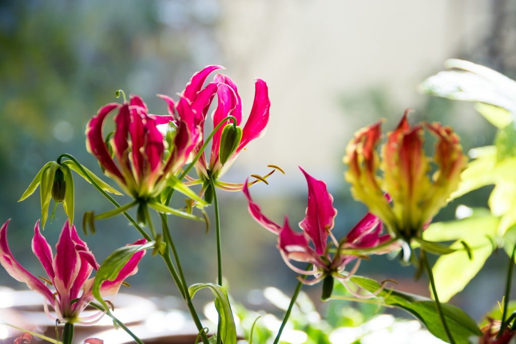 グロリオサの育て方｜植物図鑑｜HanaPrime（ハナプライム）