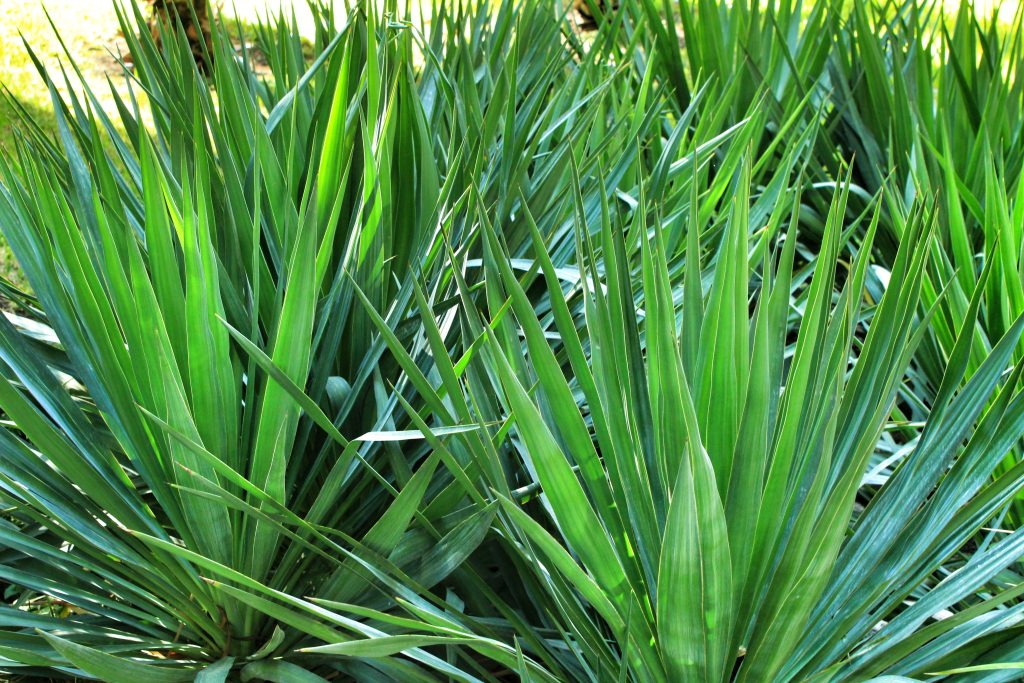 ユッカ グロリオサの育て方｜植物図鑑｜HanaPrime（ハナプライム）