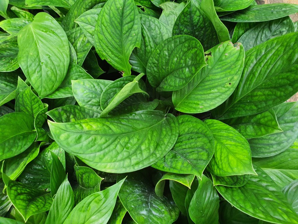 モンステラ ジェイドウィングの育て方｜植物図鑑｜HanaPrime（ハナ