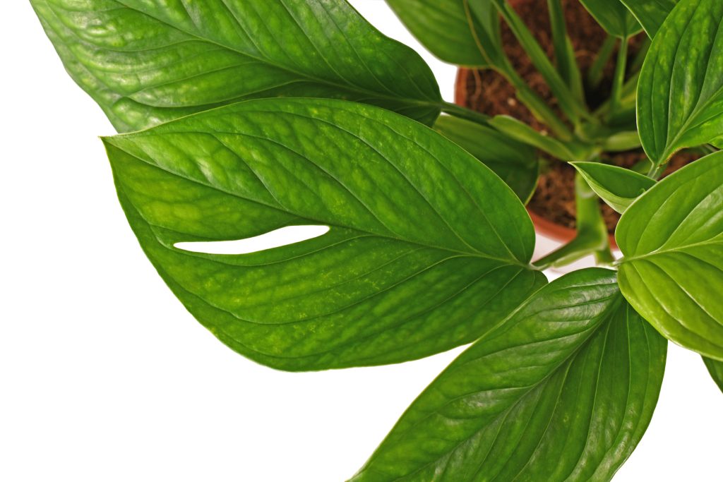 超希少❗️美株❗️モンステラ　ジェイドウィング✨ 超希少❗️美株❗️モンステラ ジェイドウィング✨ - メルカリ