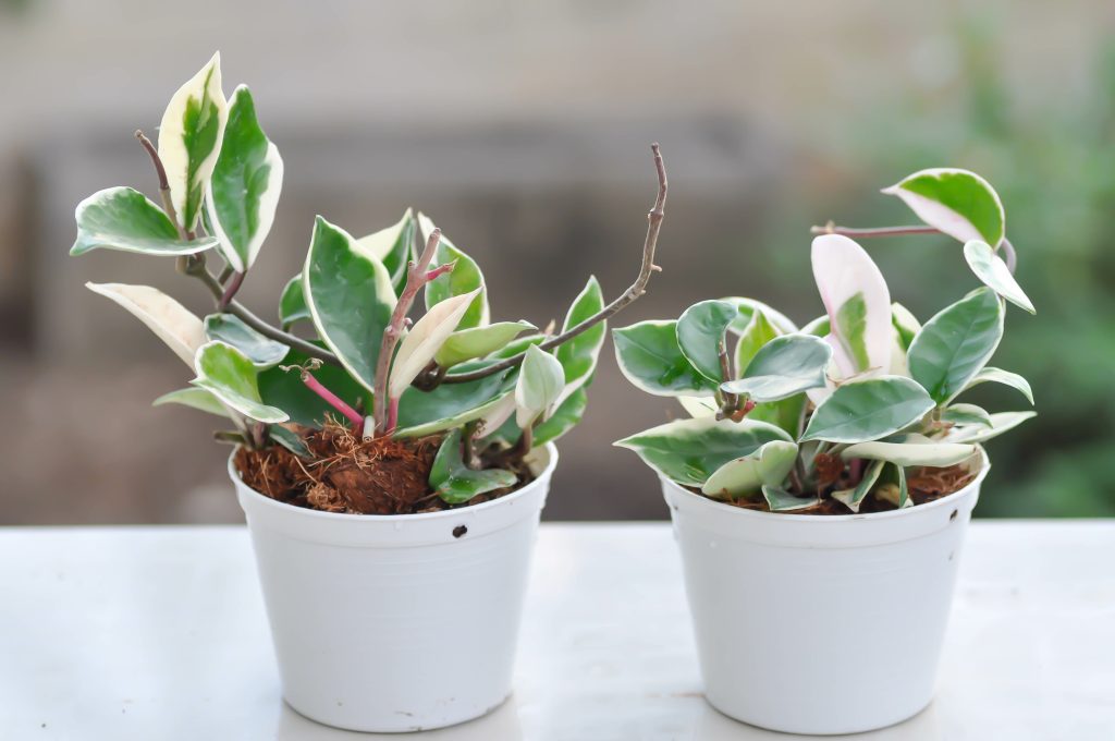 ホヤの育て方｜植物図鑑｜HanaPrime（ハナプライム）