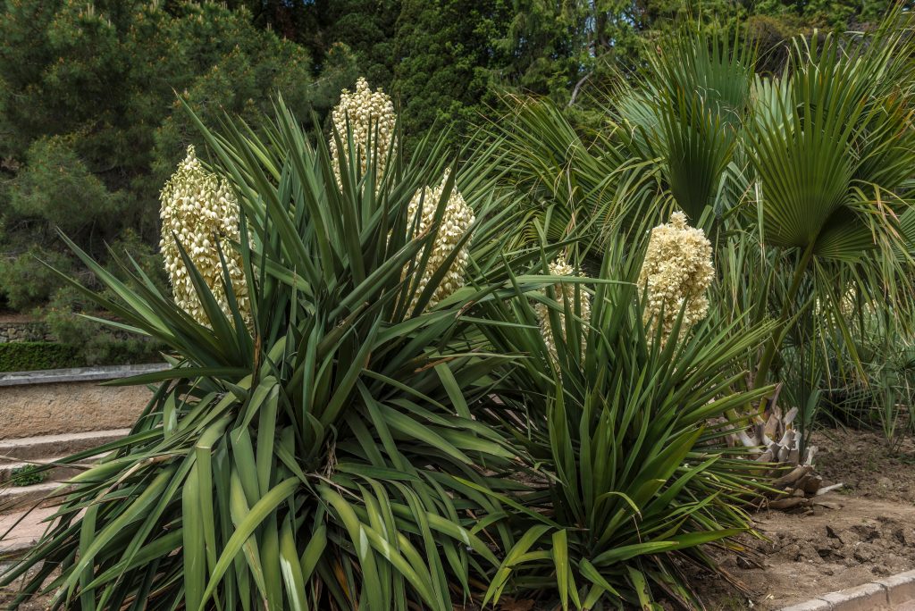 ユッカ グロリオサの育て方｜植物図鑑｜HanaPrime（ハナプライム）