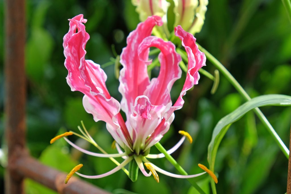 グロリオサの育て方｜植物図鑑｜HanaPrime（ハナプライム）