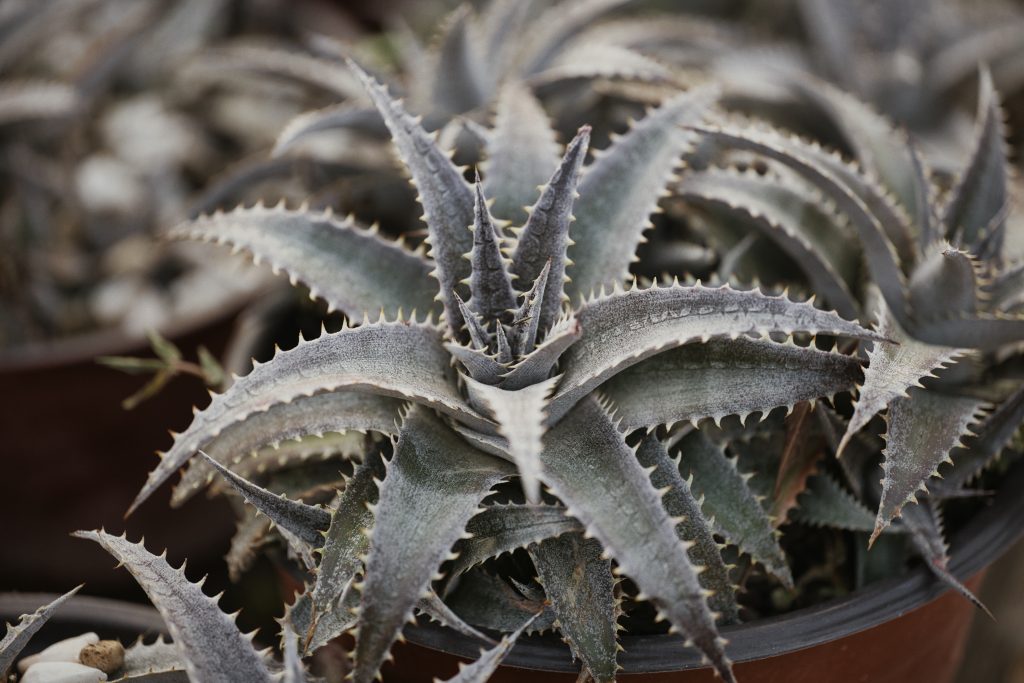 専用 ディッキア　発根済みカキ子 ディッキア Dyckia crystal boy 発根済みかきこ - メルカリ