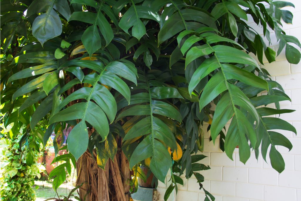 モンステラ ジェイドウィングの育て方｜植物図鑑｜HanaPrime（ハナ