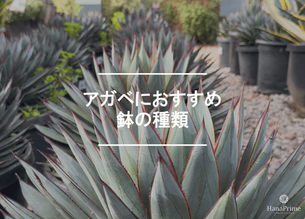 5号鉢 4点セット 作家鉢 アガベ 人気作品セット アガベにおすすめの