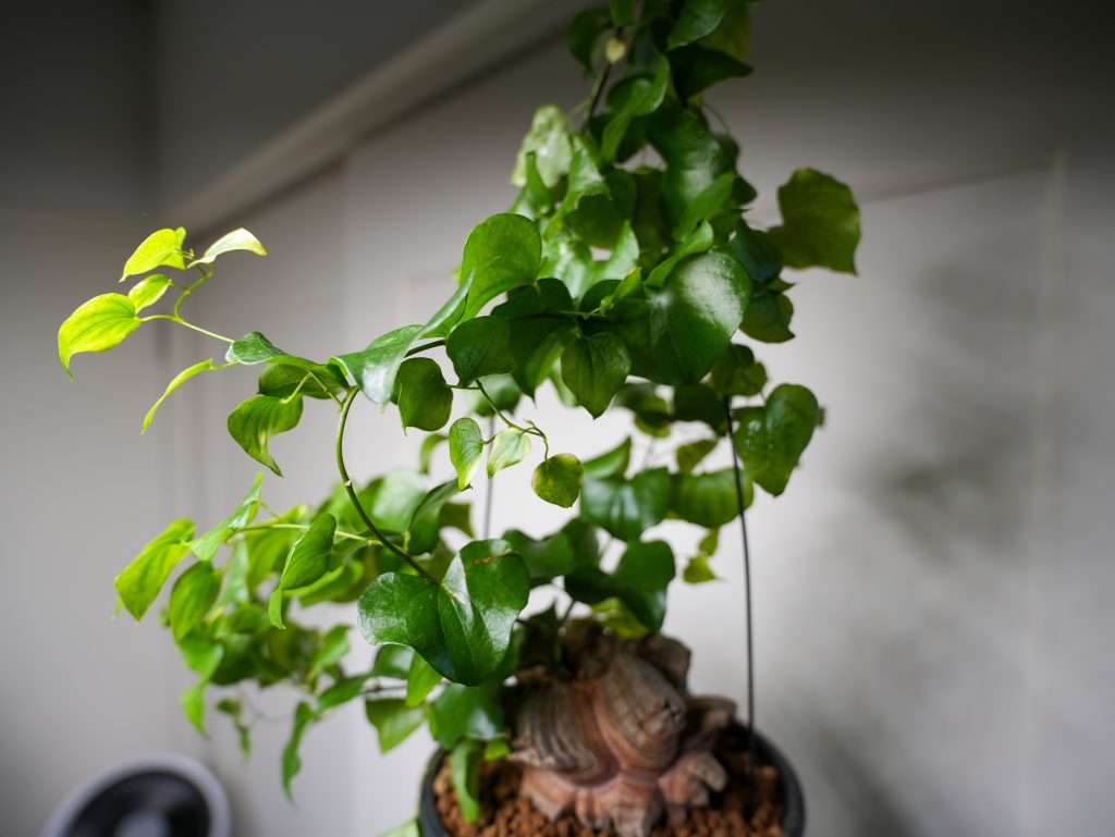 亀甲竜、仕立て株！③ 亀甲竜（Dioscorea elephantipes）の育て方、栽培記録 – ゆるぷ