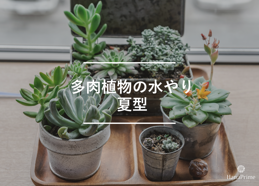 多肉植物の水やり頻度｜全パターンのまとめ｜植物図鑑｜HanaPrime