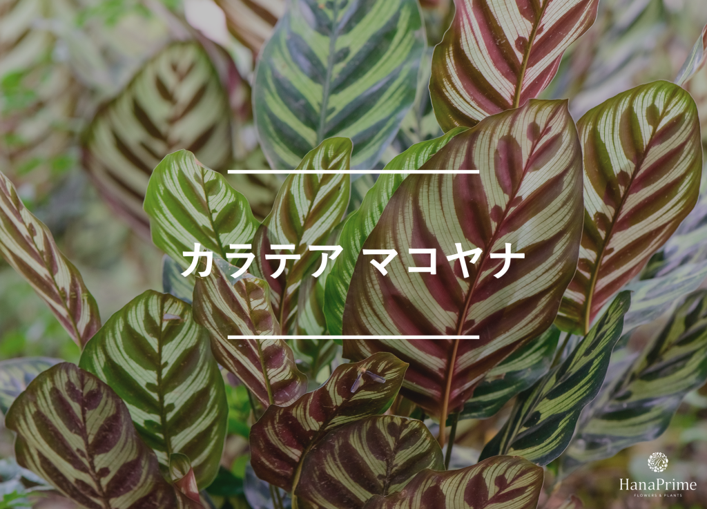 中型多肉植物 緑と赤のグラデーション*5 多肉植物 緑と赤の