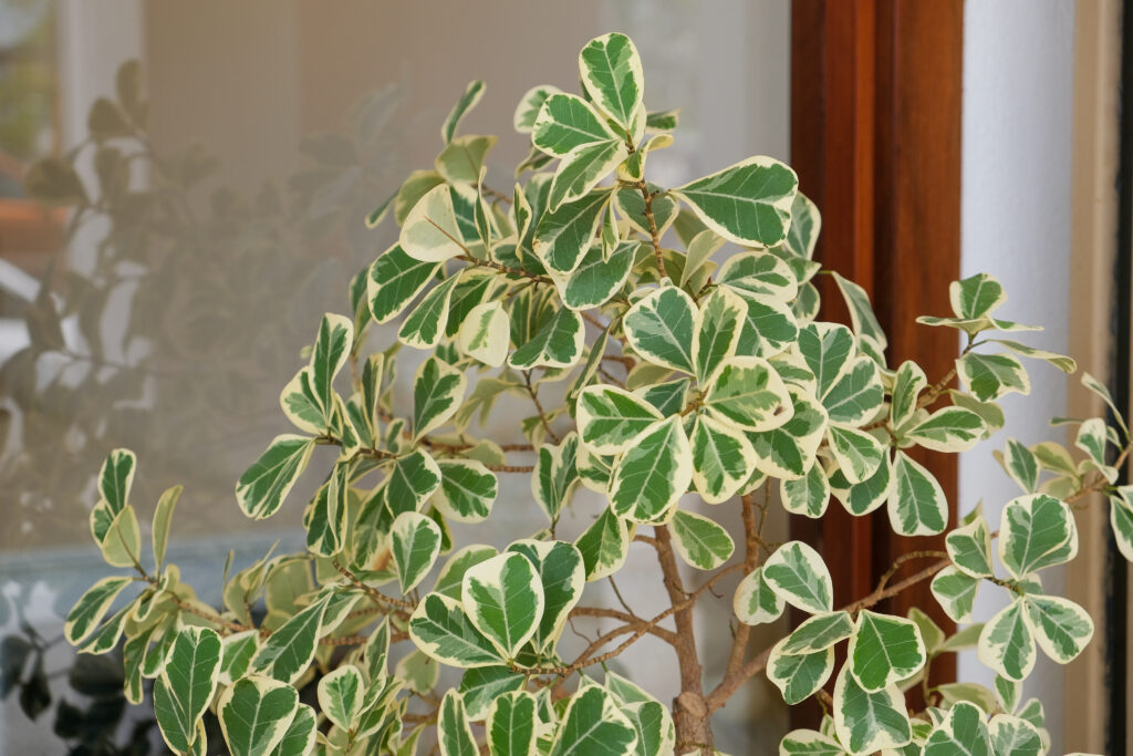 ☆ フィカス トライアンギュラリス♪ 153cm 曲がり幹♪ ☆ フィカス トライアンギュラリス♪ 153cm 曲がり幹♪ フィカス