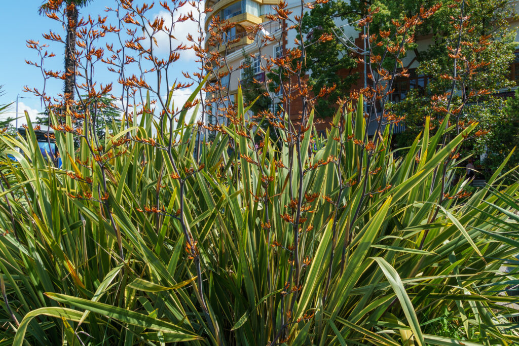 ニューサイランの育て方｜植物図鑑｜HanaPrime（ハナプライム）