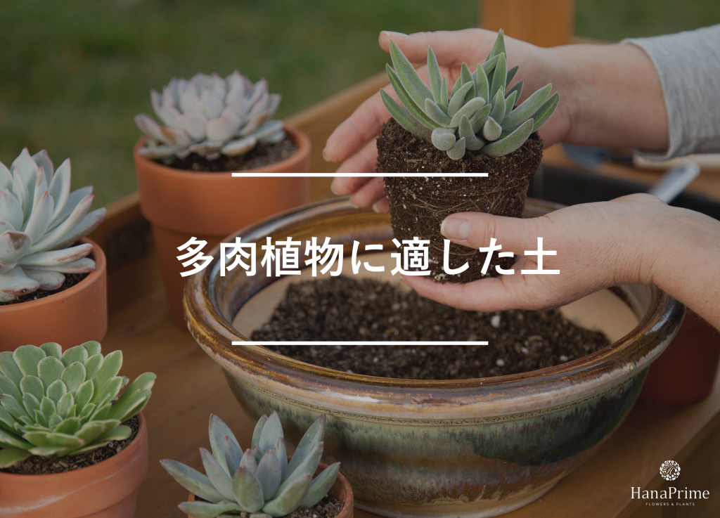多肉植物におすすめの土はどれ？自分で配合する場合は？｜植物図鑑